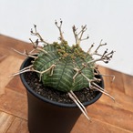 Euphorbia  valida【ユーフォルビア・バリダ♀】