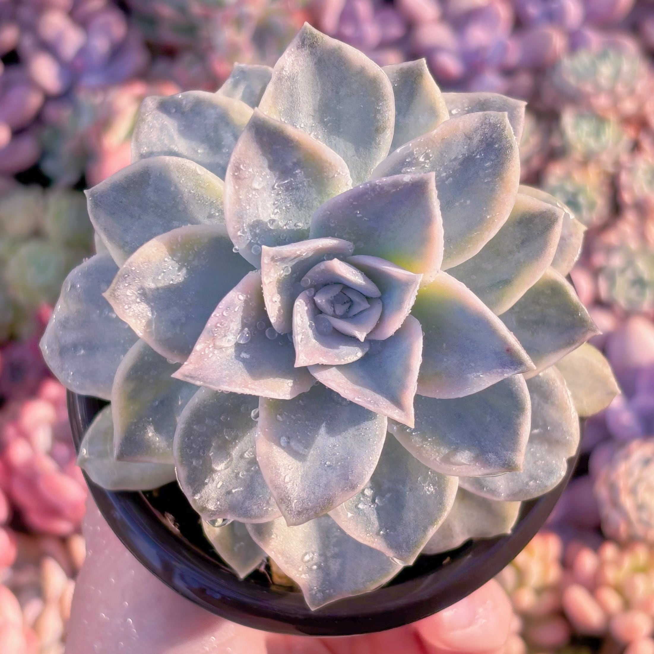 現品 ラブリーローズx白牡丹錦#585 るる農園 | るる農園~多肉植物専門