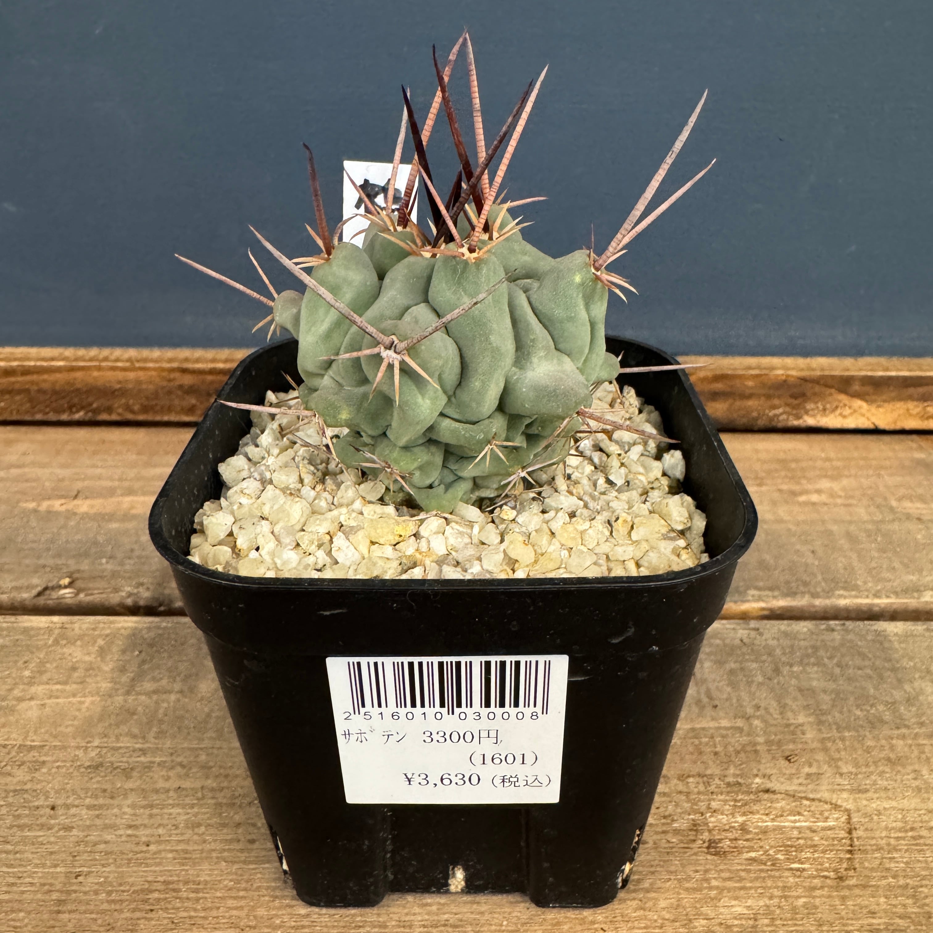 サボテン | PROTOLEAF プロトリーフ