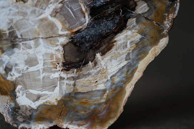 マダガスカル産ペトリファイドウッド Araucarioxylon 1172