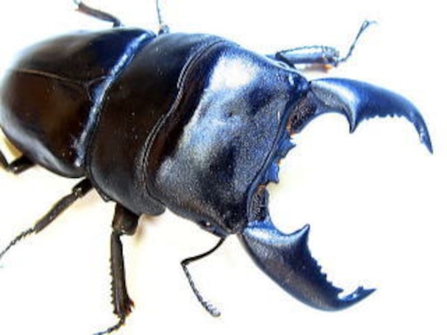 スマトラヒラタ　82