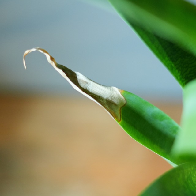 フリーセア オスピナエ 器セットB