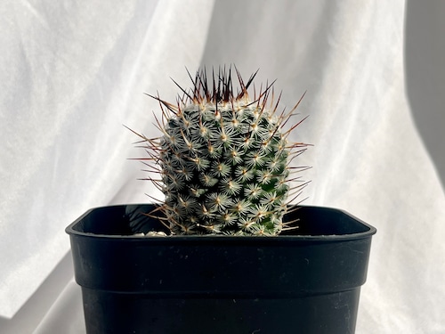 Mammillaria parkinsonii 'Azarashi'　マミラリア　黒刺アザラシ　サボテン