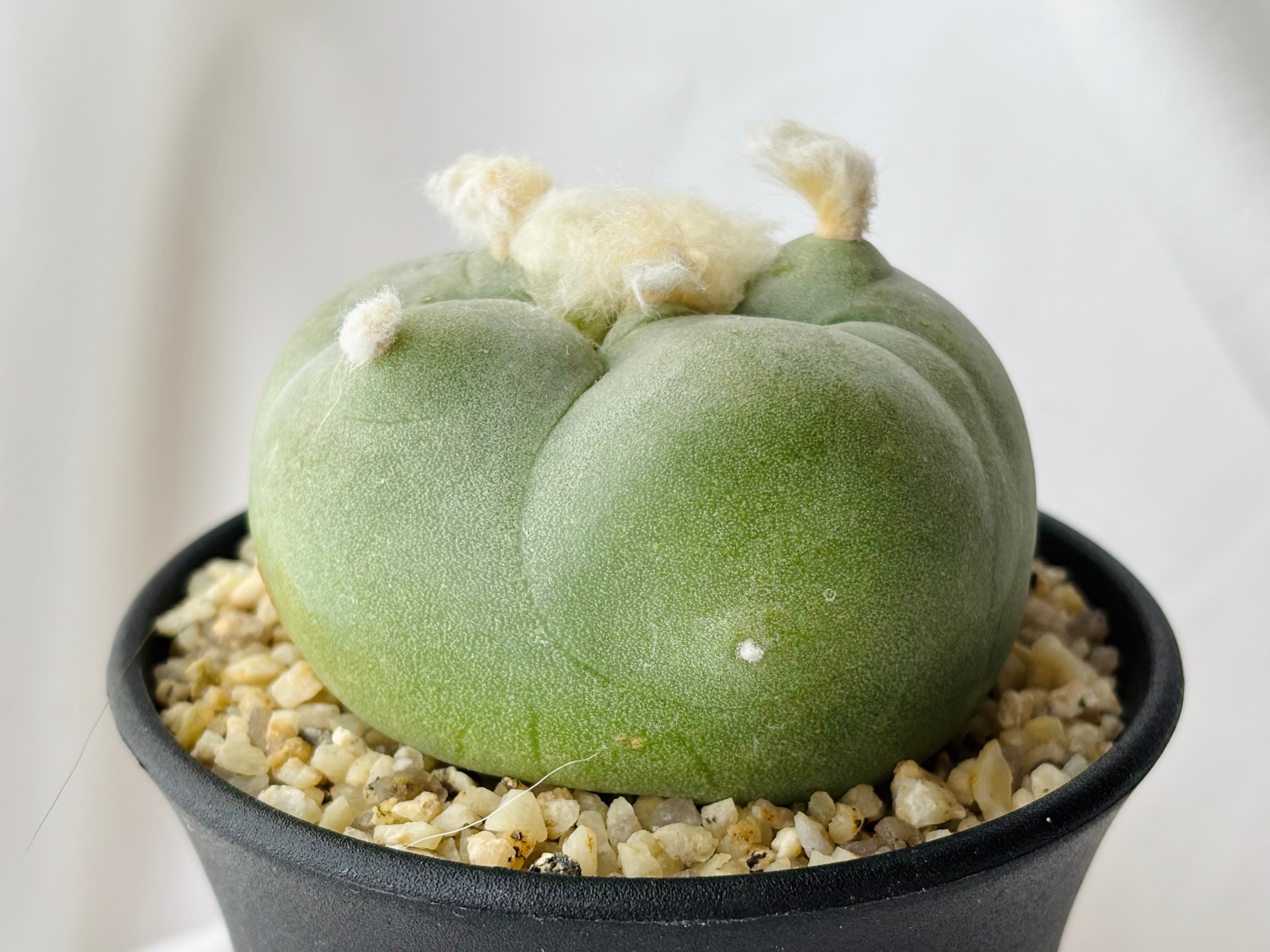 Lophophora ロフォフォラ | plants MARU ー 多肉植物・サボテン Lophophora ロフォフォラ | plants MARU ー 多肉植物・サボテン