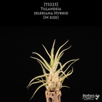 【送料無料】seleriana Hybrid〔エアプランツ〕現品発送T5223