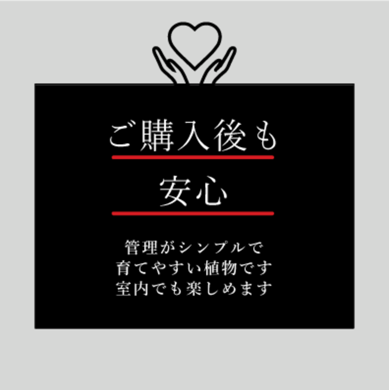 フィカス アルテシマ 5号