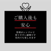 フィカス アルテシマ 5号