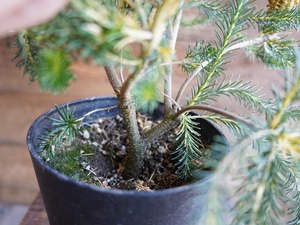 【現物】バンクシア　”リトルエリック”　B