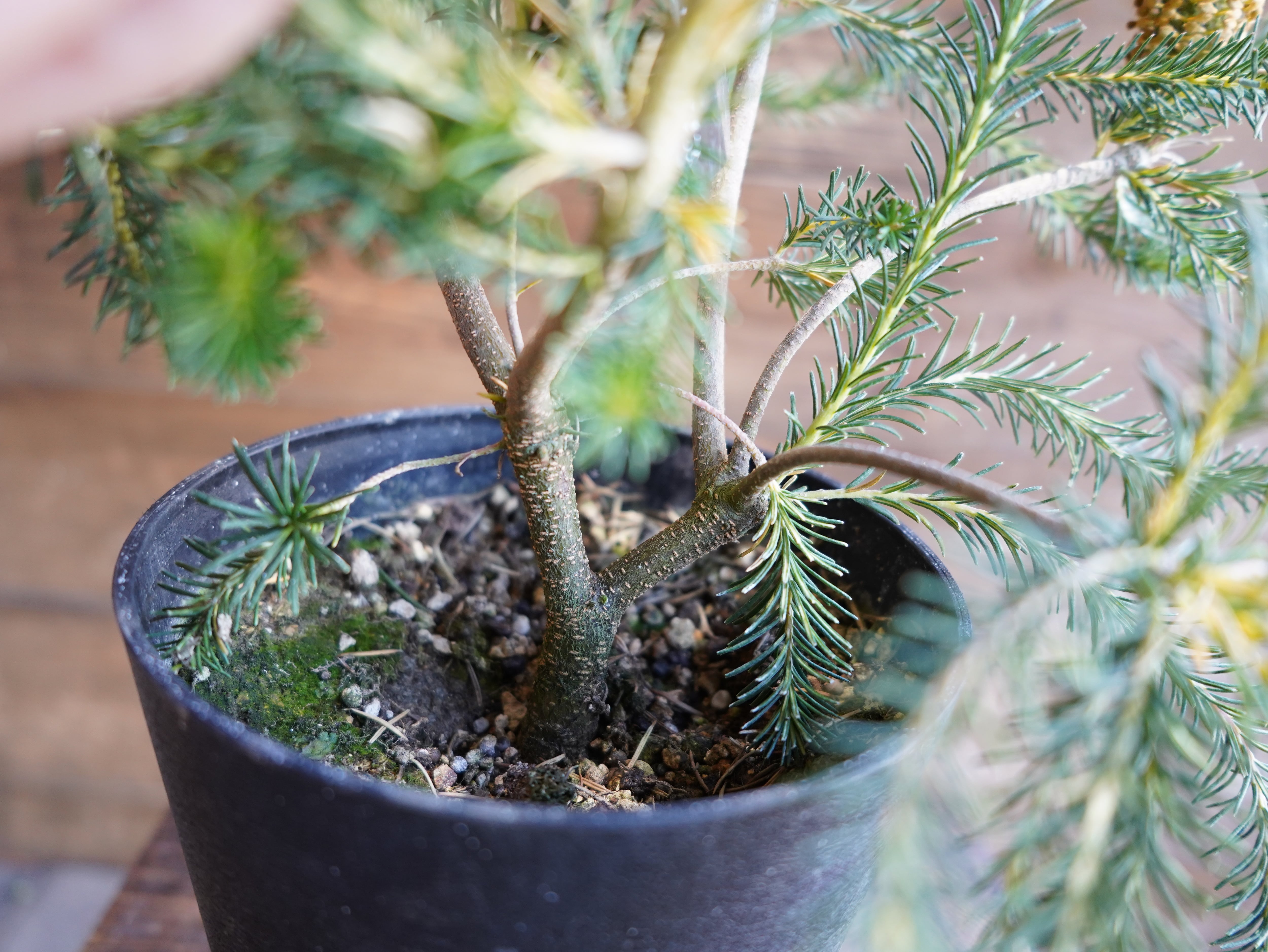 【現物】バンクシア　”リトルエリック”　B