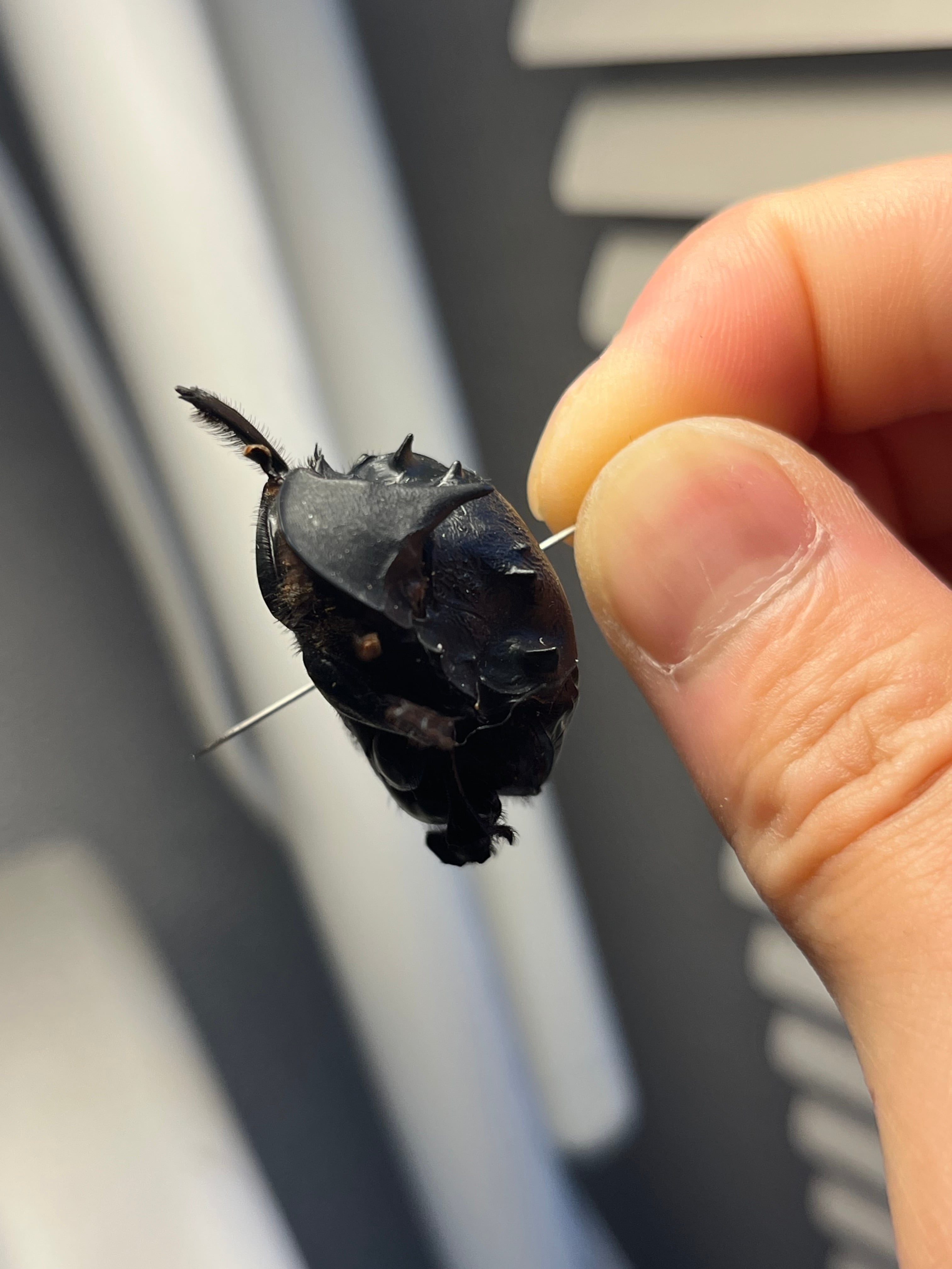 36mm♀】カブトダイコクコガネ ファウヌスダイコクコガネ 糞虫フン