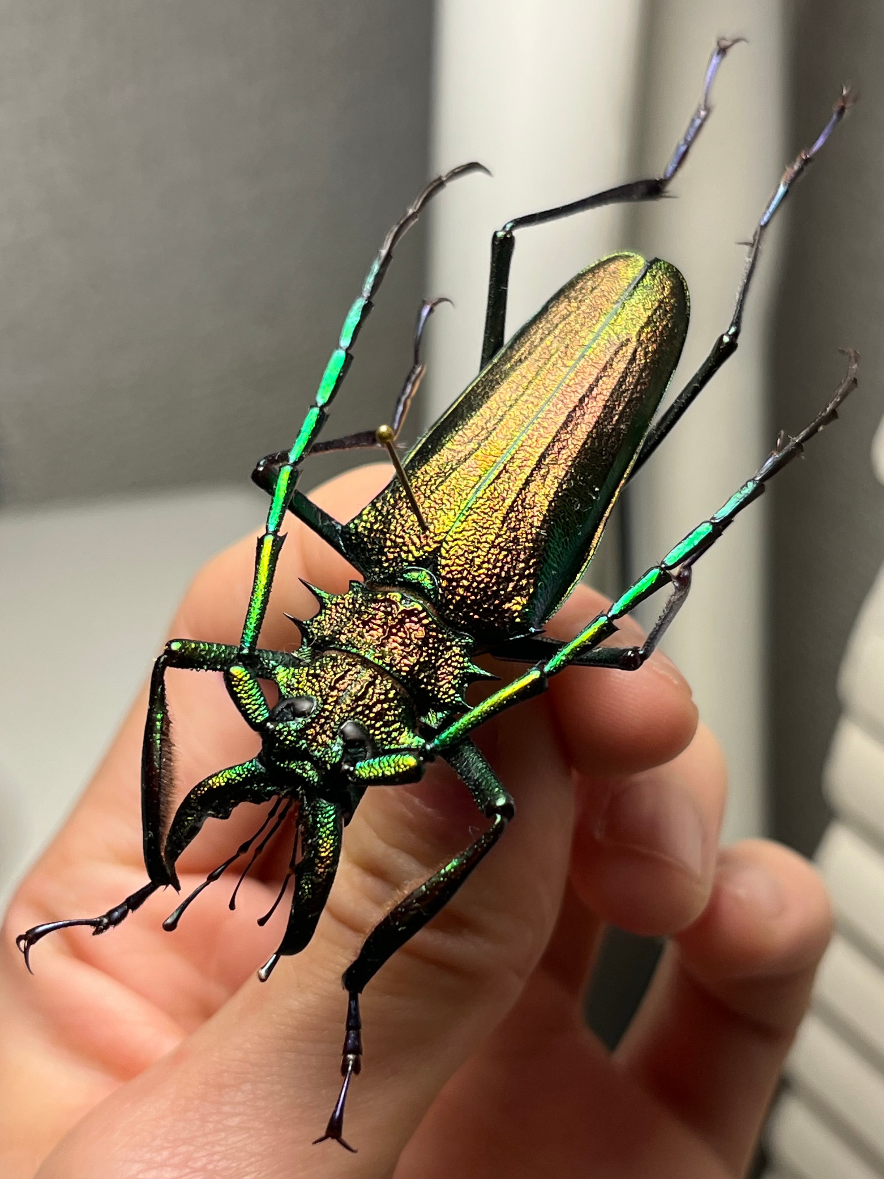 天牛 | オモニキチュウ