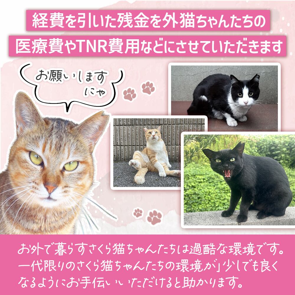 チャリティー商品 猫 ポストカード ねこハガキ 6枚セット | うさぎ