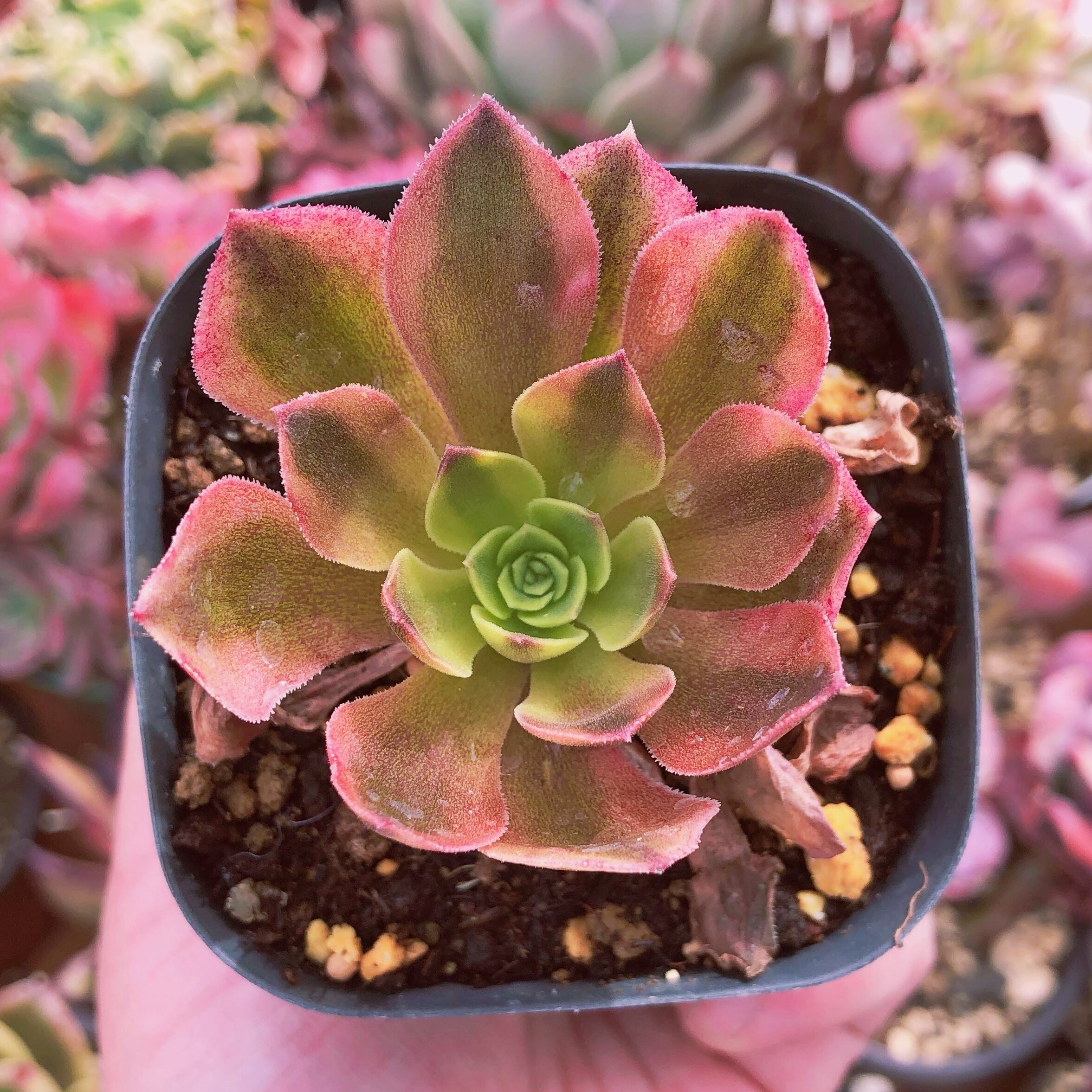 超レア　多肉植物　ビーナス