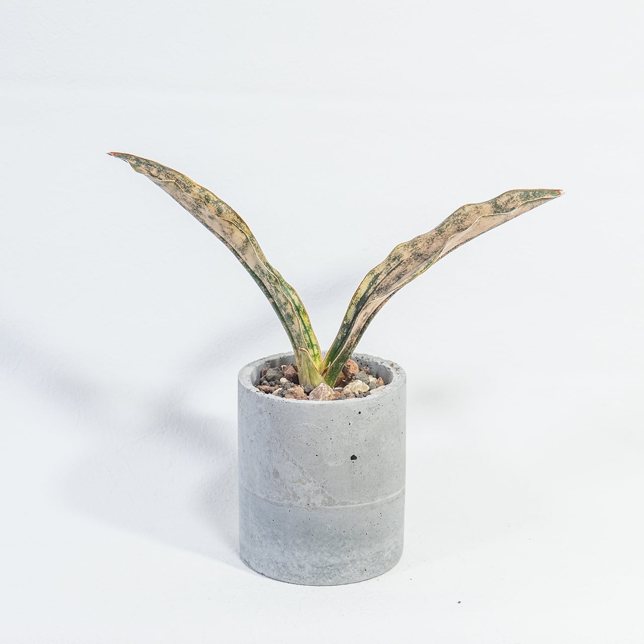 観葉植物 サンセベリア・キルキー・コパトーン 迷彩柄の銅葉が映える自作モルタル鉢仕立て