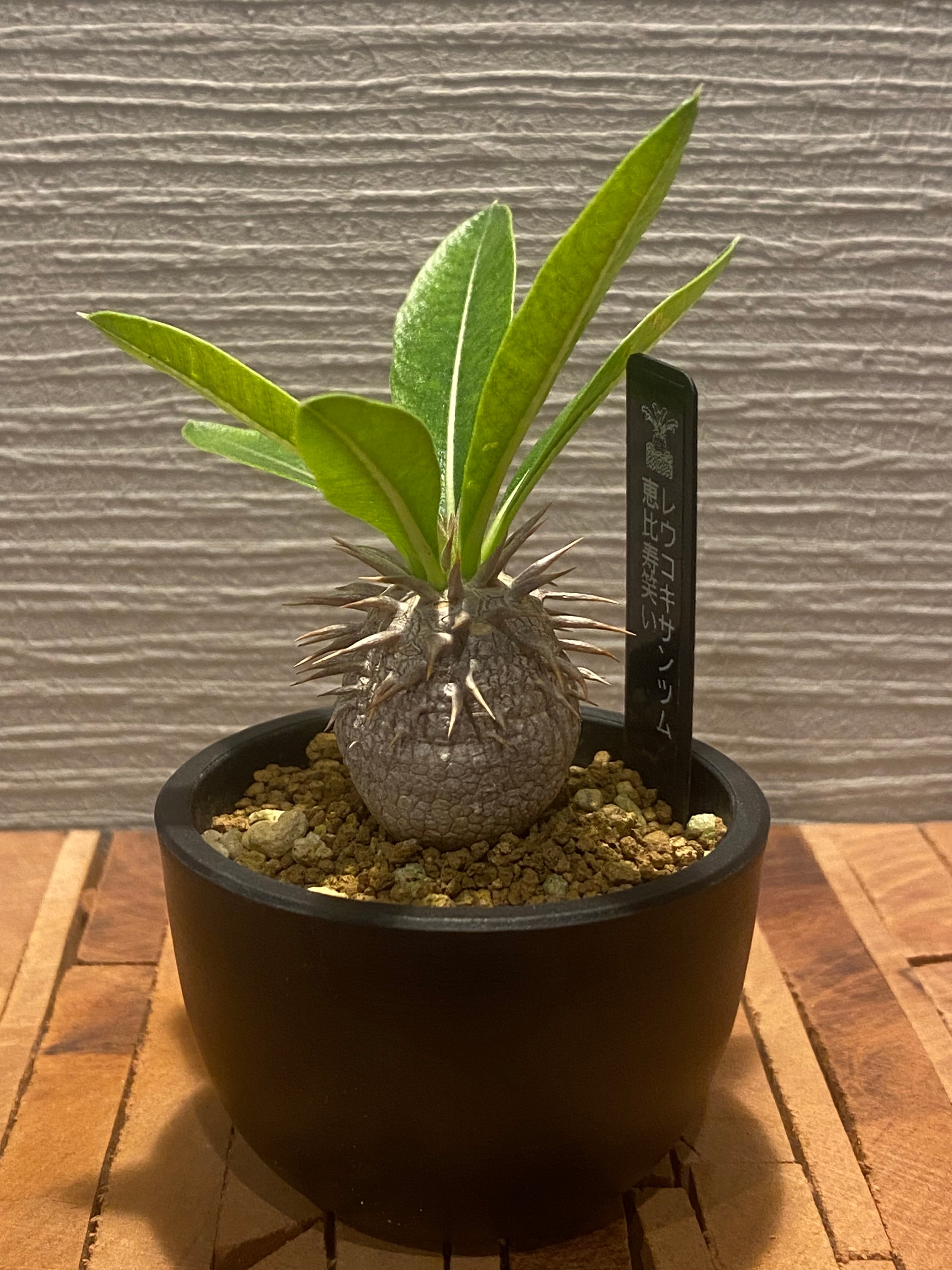 パキポディウム レウコキサンツム 実生5年目 恵比寿笑い 塊根植物 d4e3eff4728f337bbd6fcade8f10d7