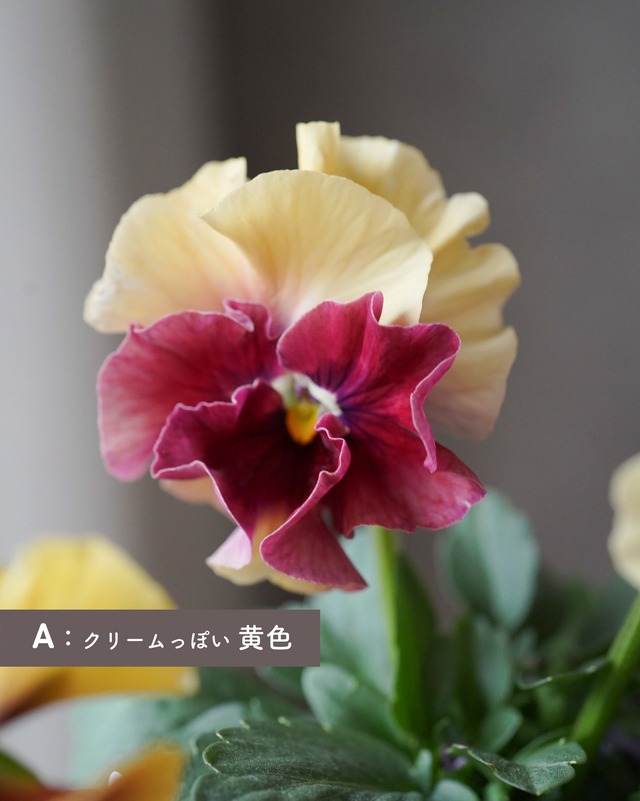 パンジー　アルバルーチェ　黄色系　３号