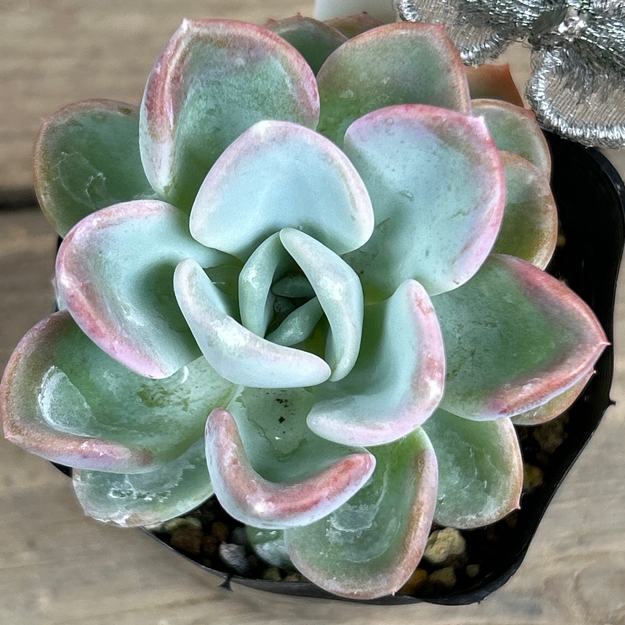 多肉植物^o^ オルペット 【公式通販】