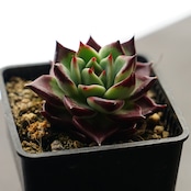 抜き苗 ダークナイト Echeveria 'Dark Night'