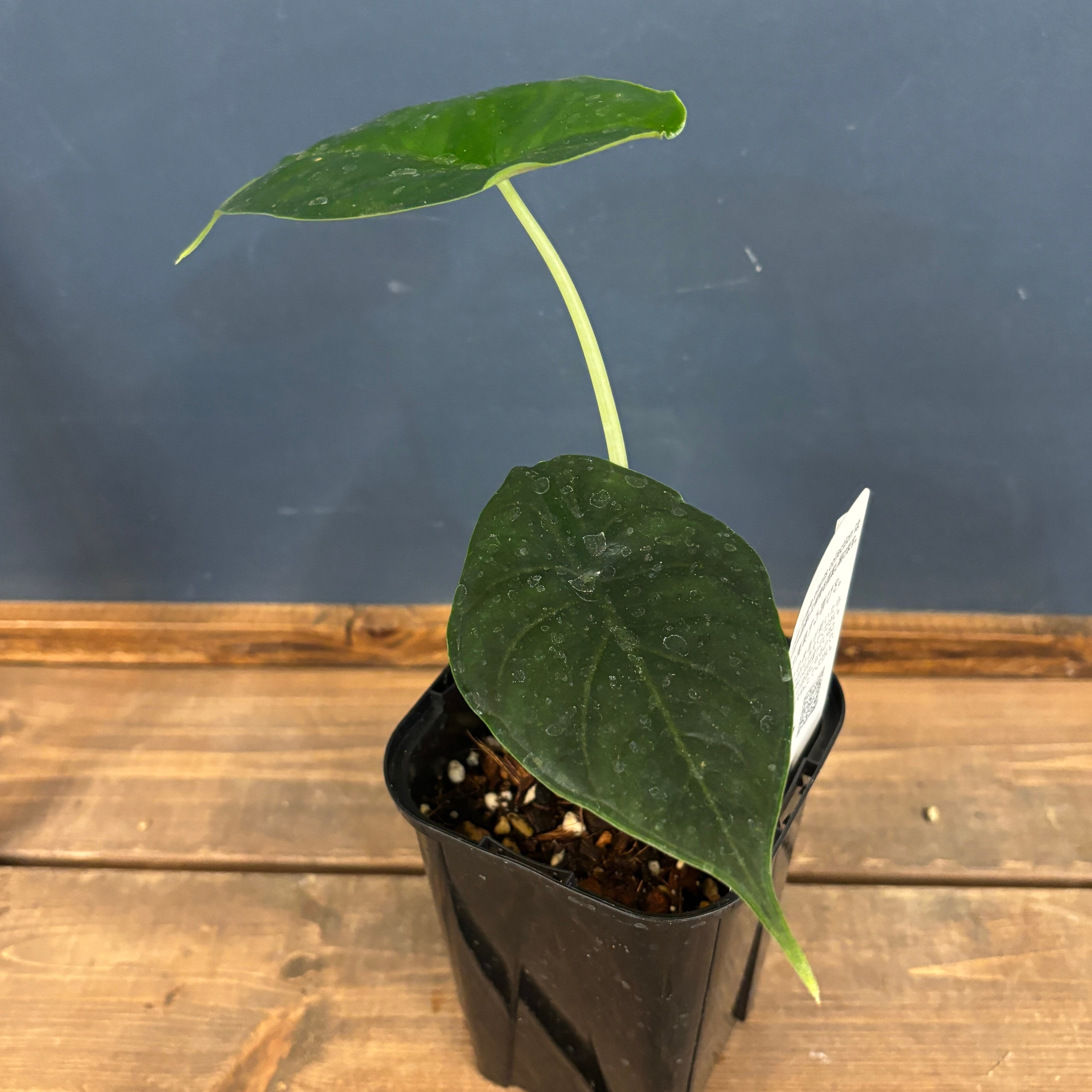 アロカシア グリーンユニコーン【839】 | PROTOLEAF プロトリーフ