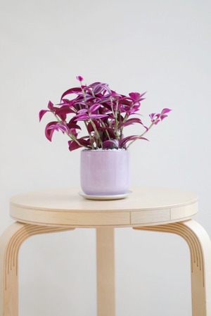 【S】トラディスカンティア ピンクパラダイス