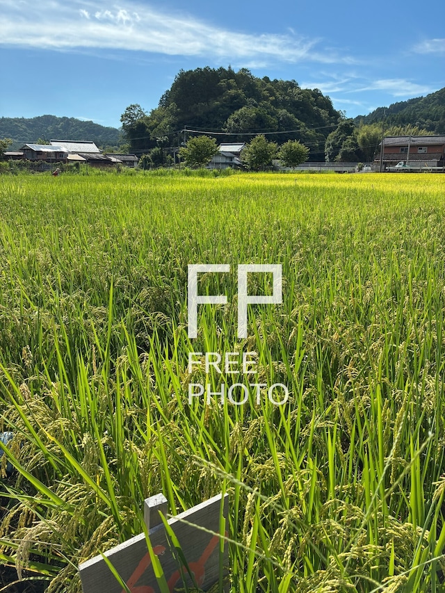 田んぼ