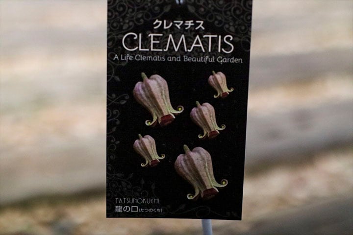 ｸﾚﾏﾁｽ】龍の口 | オニ通