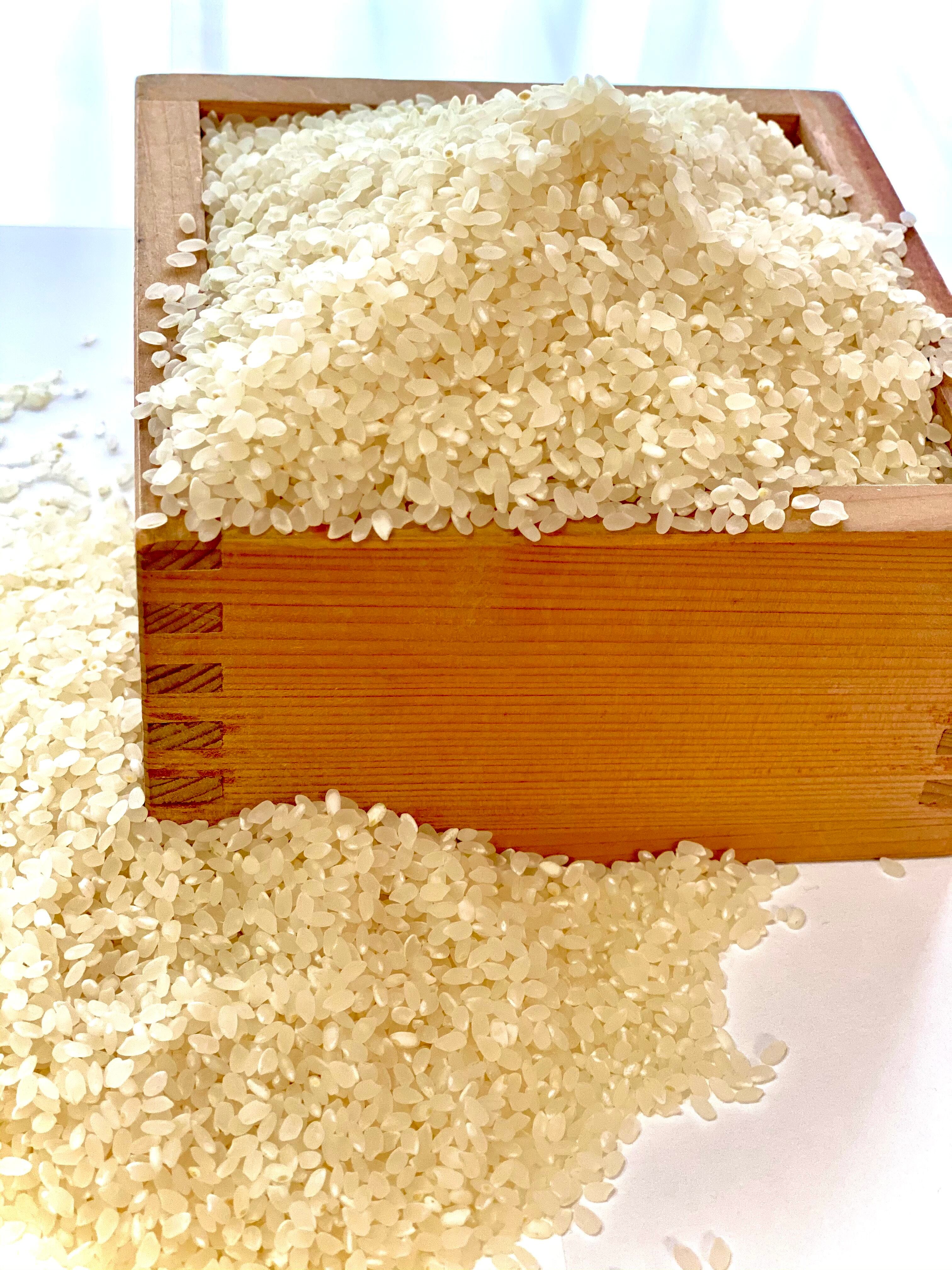 精米　コシヒカリ　20kg米/穀物