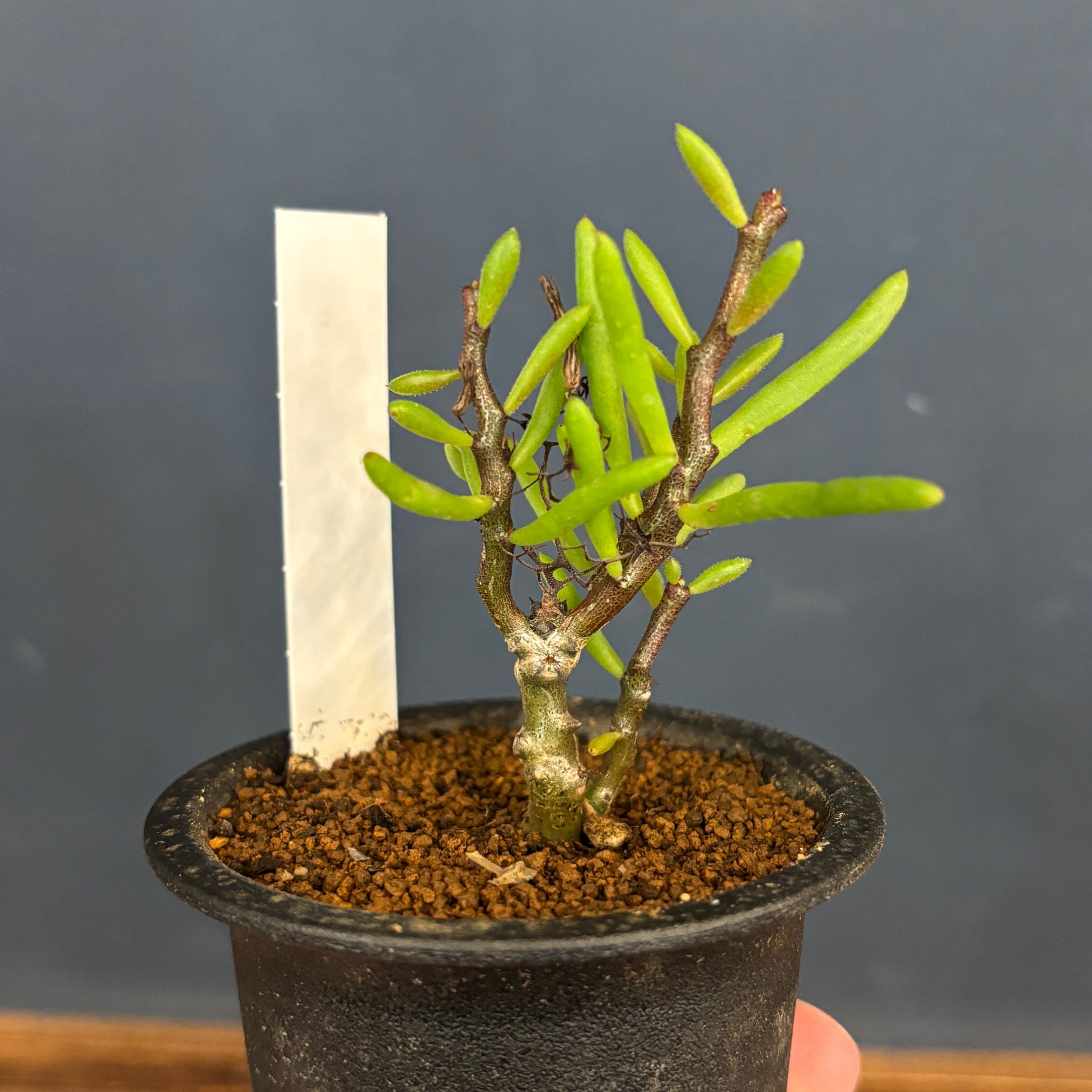 チレコドン ニグリカウリス【1019】 | PROTOLEAF プロトリーフ