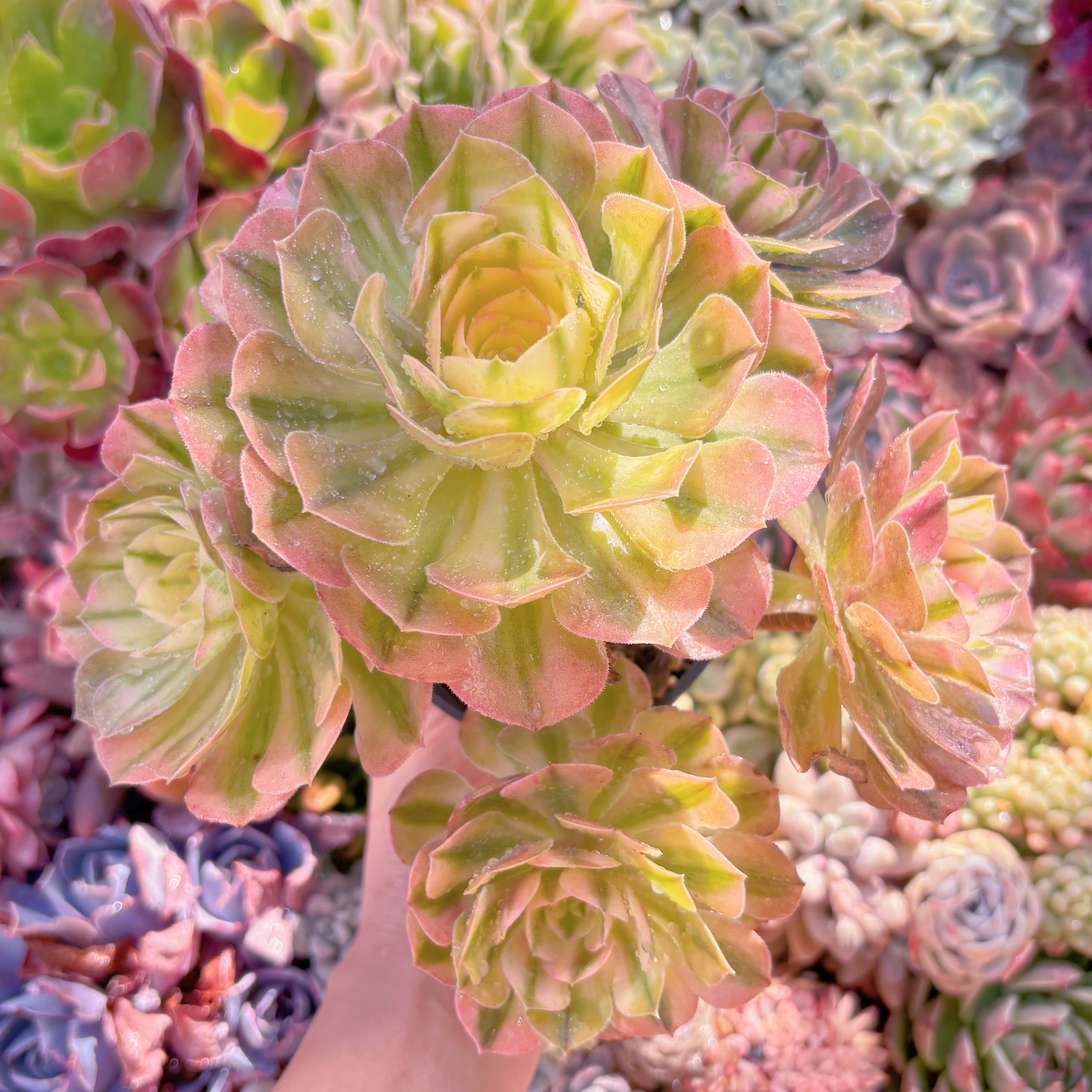 現品　ハロウィン白錦#727　群生　新入荷　るる農園