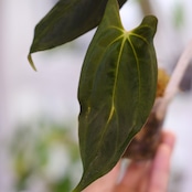 【選抜】Papillilaminum(Fort Sherman) × Anthurium King of spades(KOS) / アンスリウム・キングオブスペード×パピリラミナム / 観葉植物