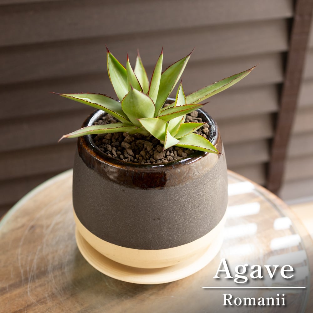 アガベ ロマニー Agave Romanii 4号 信楽焼 陶器鉢 ビザールプランツ 0704GYIV