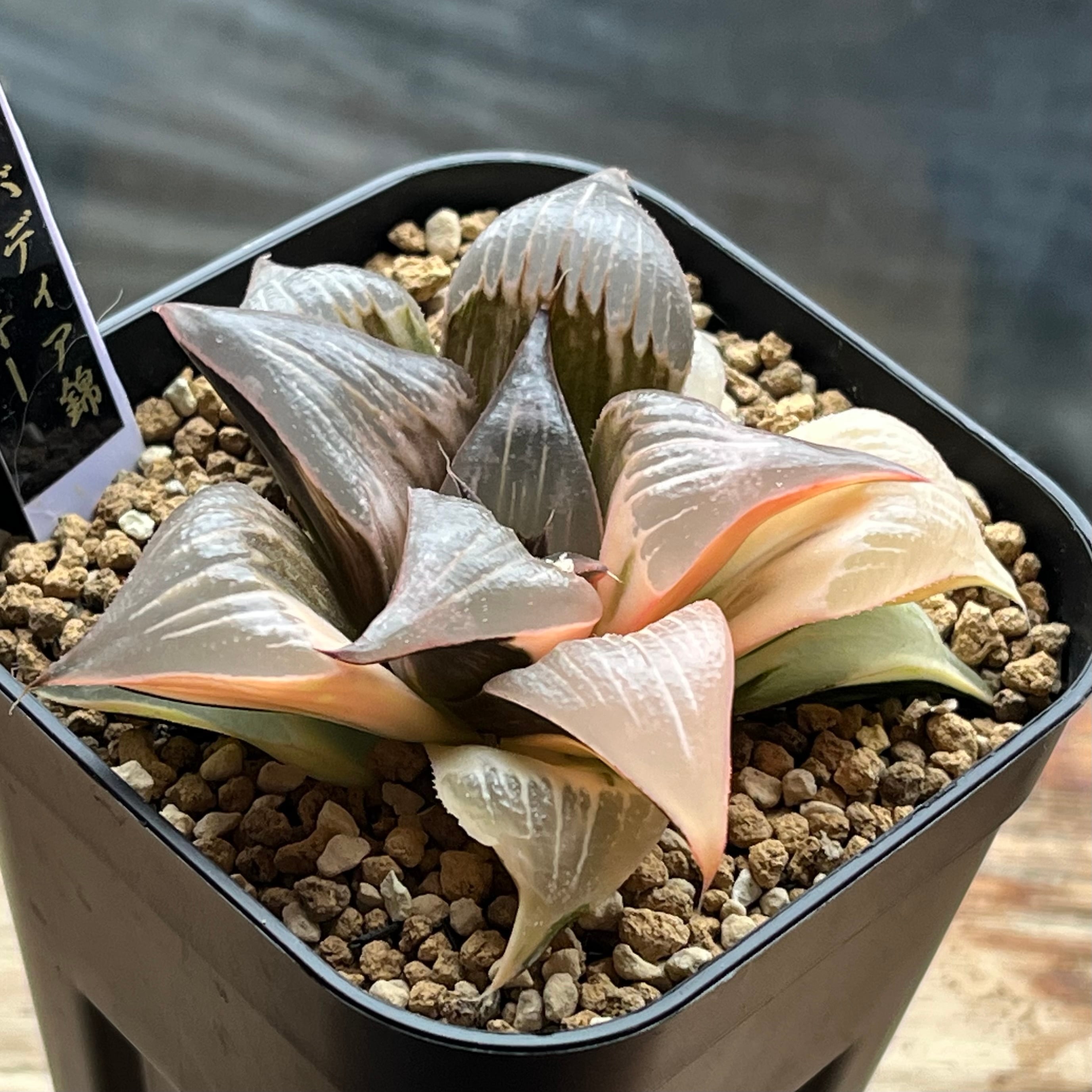 バディア系 | mocono_plants
