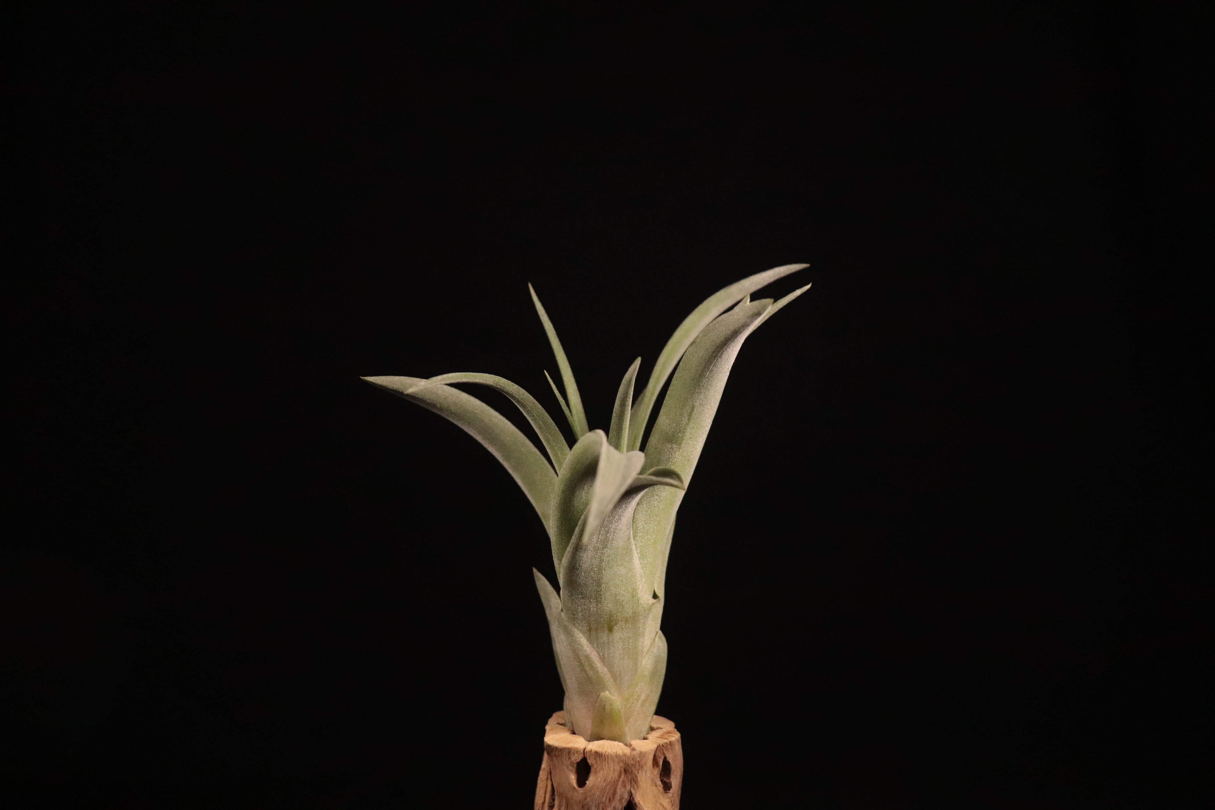 送料無料】(roland-gosselinii × concolor) × 'Bea Correale'〔エア