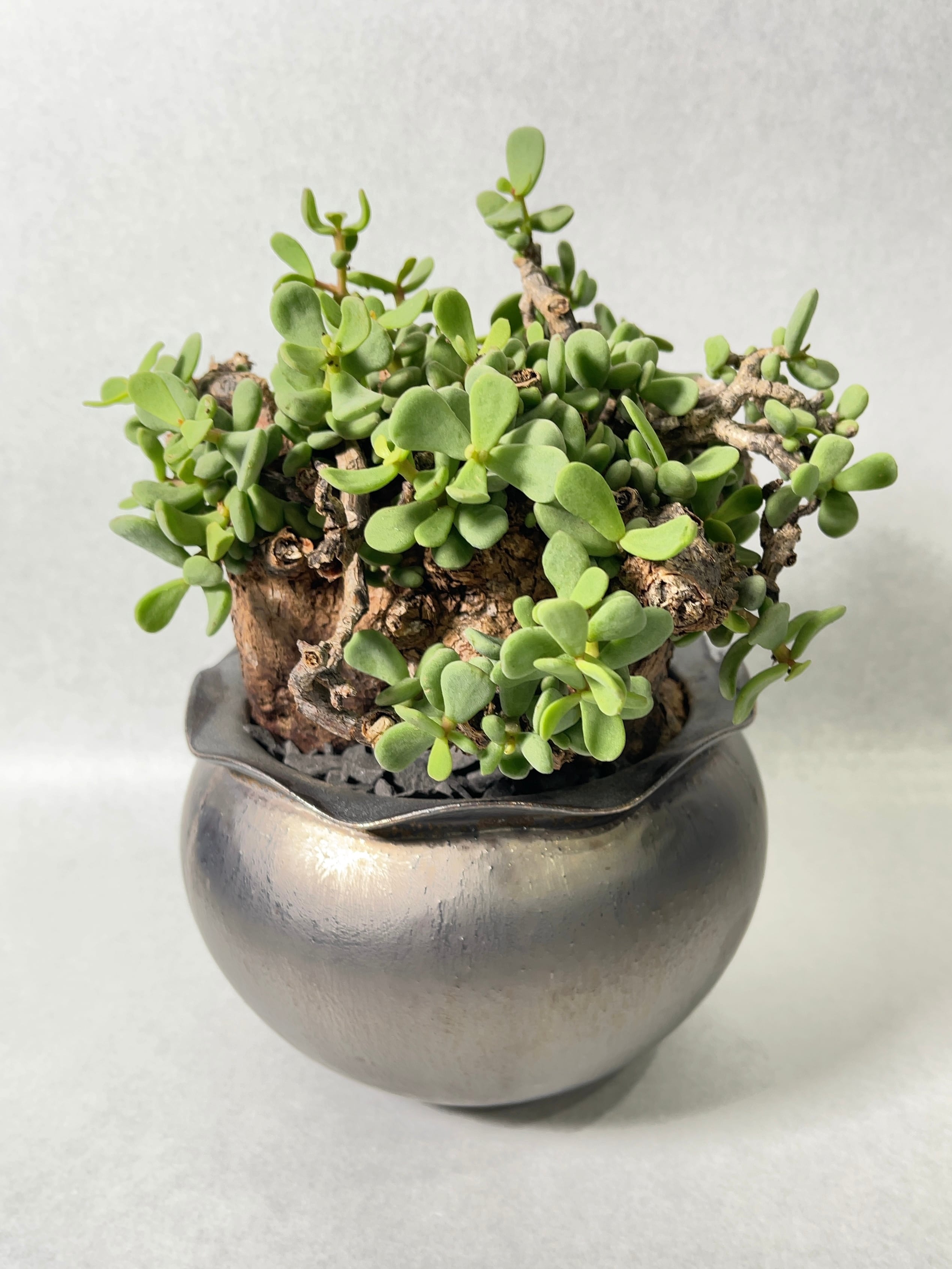 コラボ鉢　細川政己 spicygem y鉢 新品未使用 細川政己 x spicygemスパイシージェムコラボ鉢 y鉢