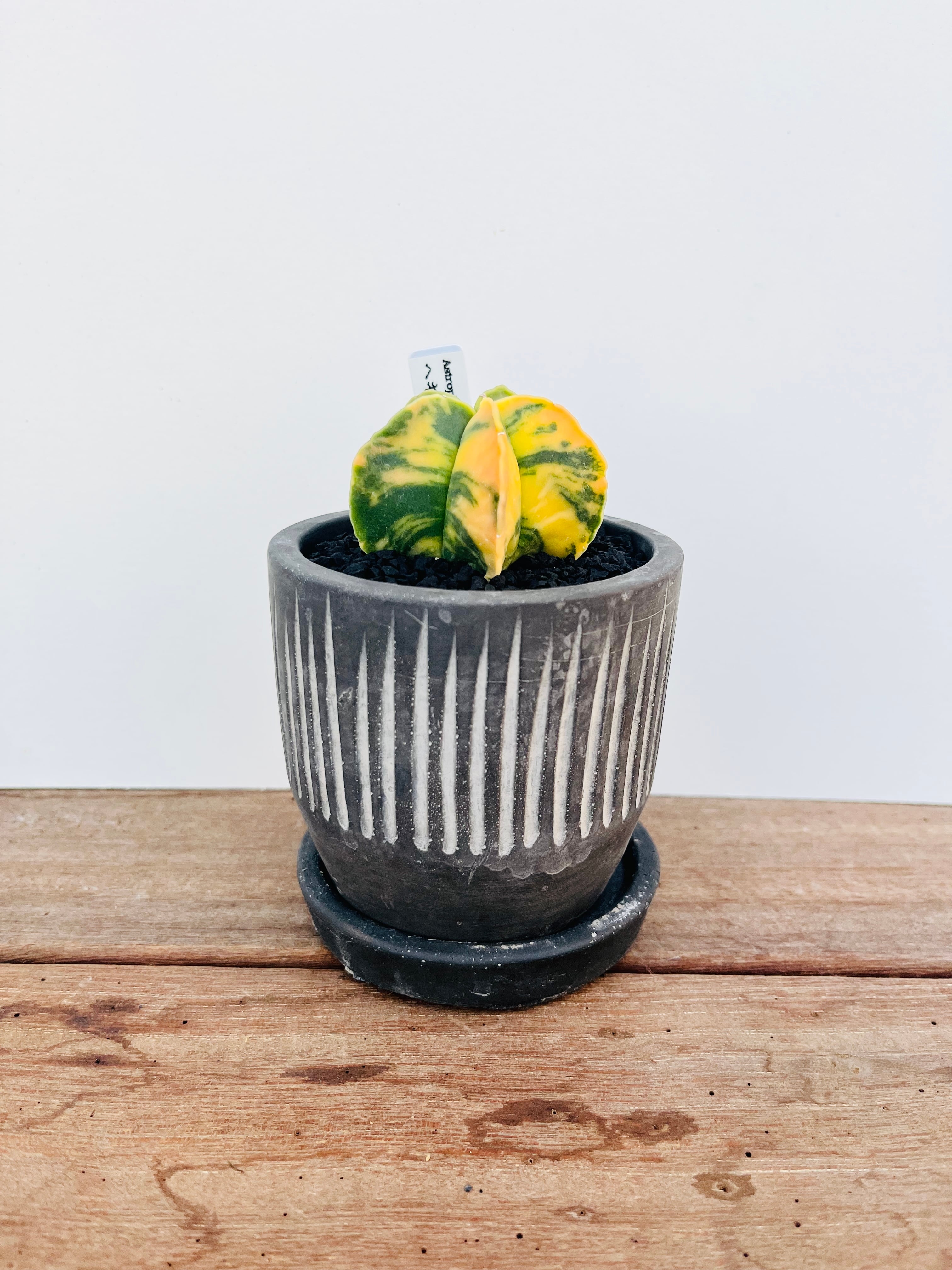 Astrophytum myriostigma アストロフィツム ヘキラン錦 碧瑠璃 Astrophytum myriostigma アストロフィツム ヘキラン錦 碧瑠璃