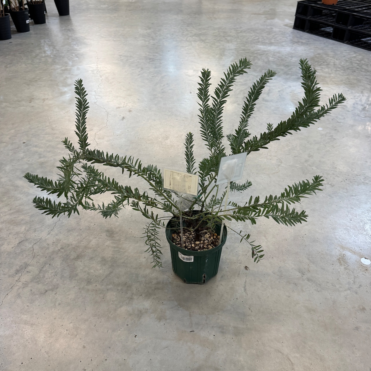 アカシア ブルーブッシュ【514】