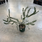 アカシア ブルーブッシュ【514】