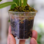 アンスリウム ワロクアーナム / Anthurium Warocqueanum㉖ / 観葉植物<育て方・花言葉>