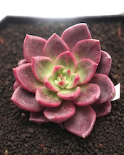 カット苗 シャープト Echeveria 'Sharpto'