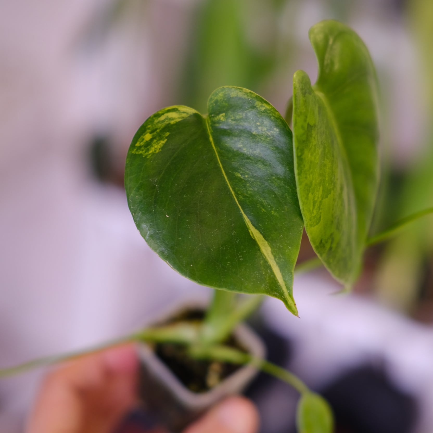 希少モンステラ イエローマリリン（Yellow Marilyn）美斑個体 超希少】Monstera Deliciosa yellow Marilyn