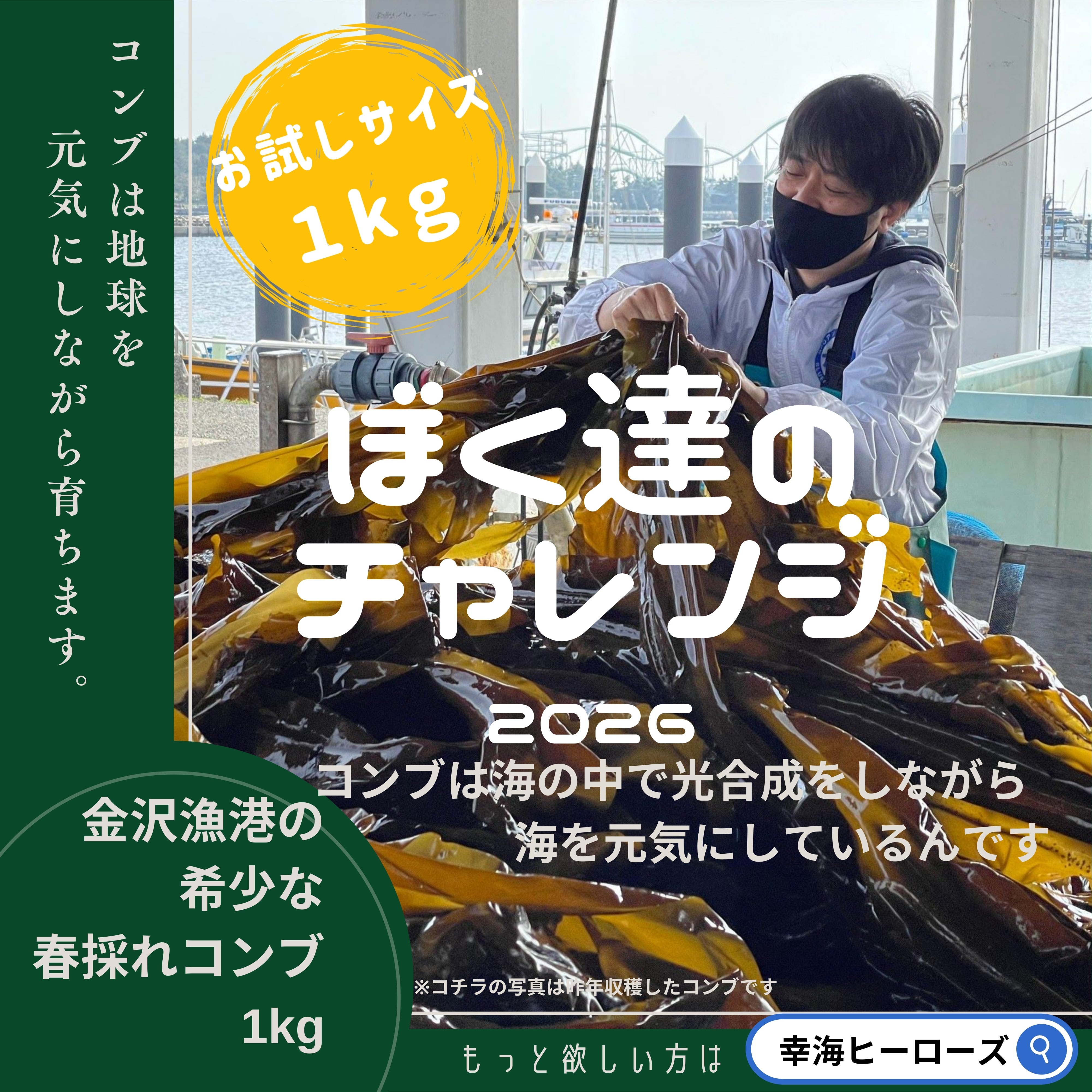 【遂に収穫】お試し1kg 横浜産春採れのコンブ 自然のチカラ 育てる、食べる、守る。