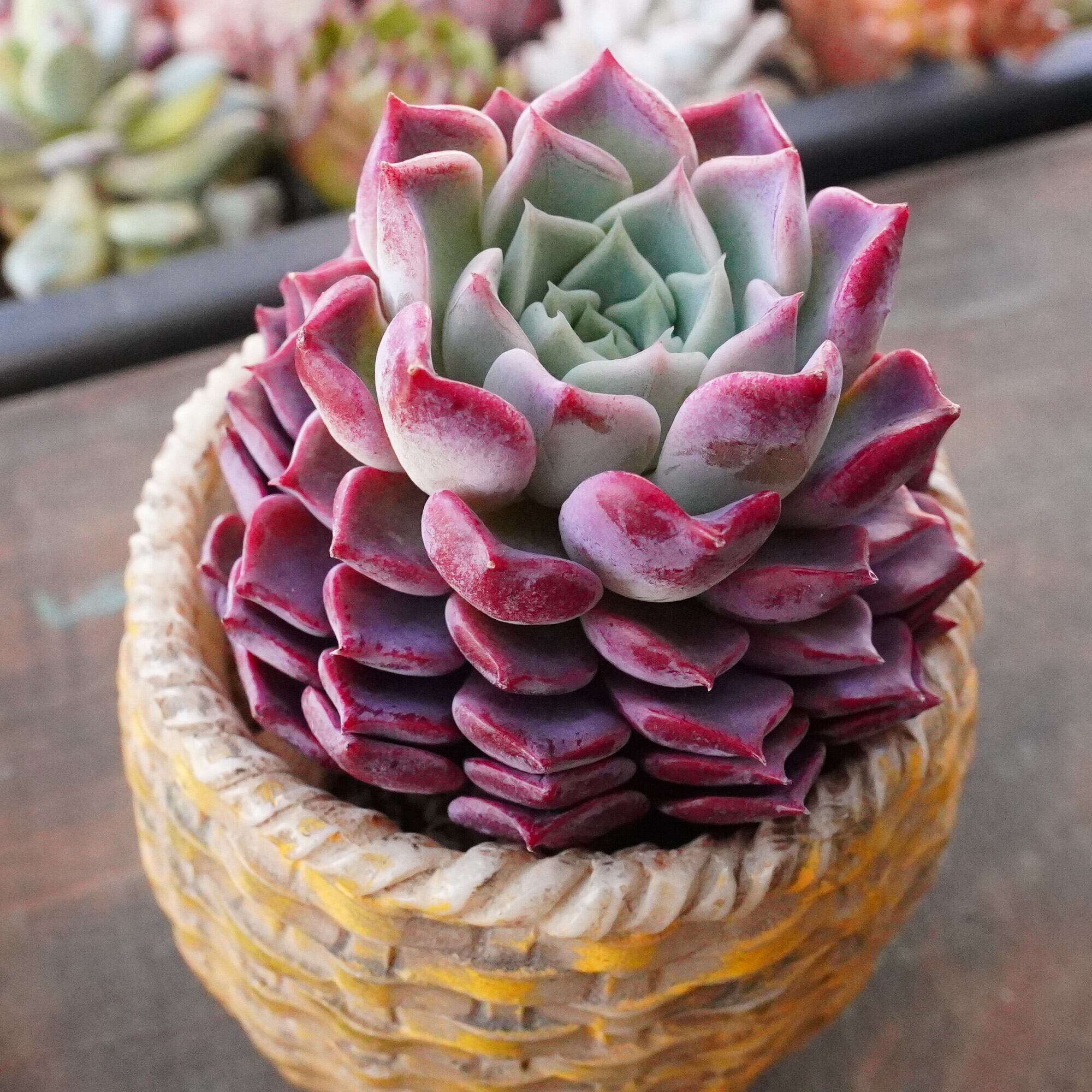 送料無料】Neoregelia 'Black Opal'〔ネオレゲリア〕現品発送 送料無料】Neoregelia 'Black Opal'〔ネオレゲリア〕現品発送