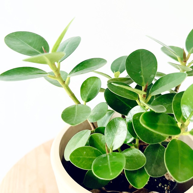 《沖縄産》小さな森のコパンダガジュマル 選べる鉢カバー 観葉植物 室内 calm cafe