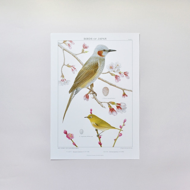 実物大ポスター B4 日本の野鳥 No. 3-A