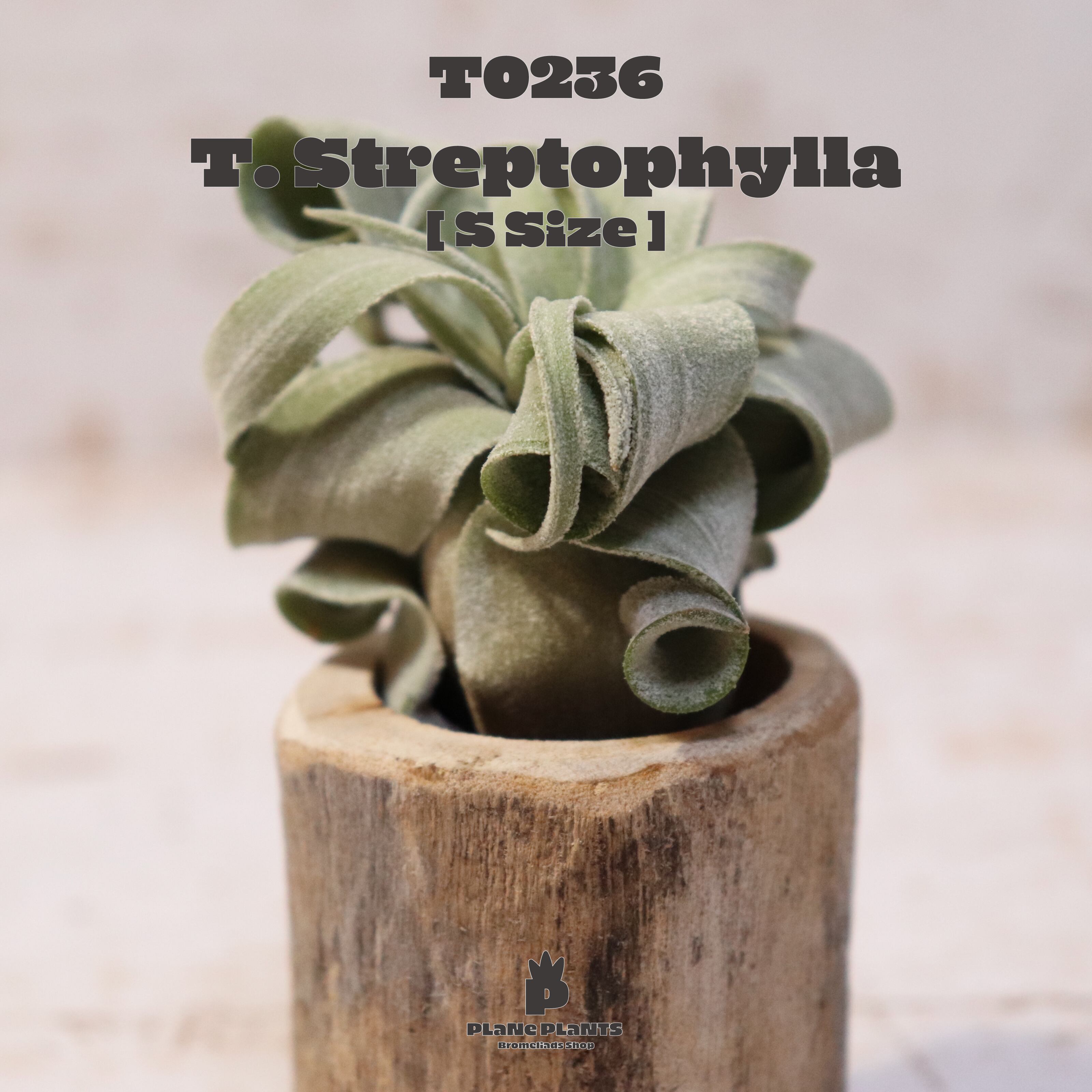 【送料無料】ストレプトフィラS〔エアプランツ〕現品発送T0236