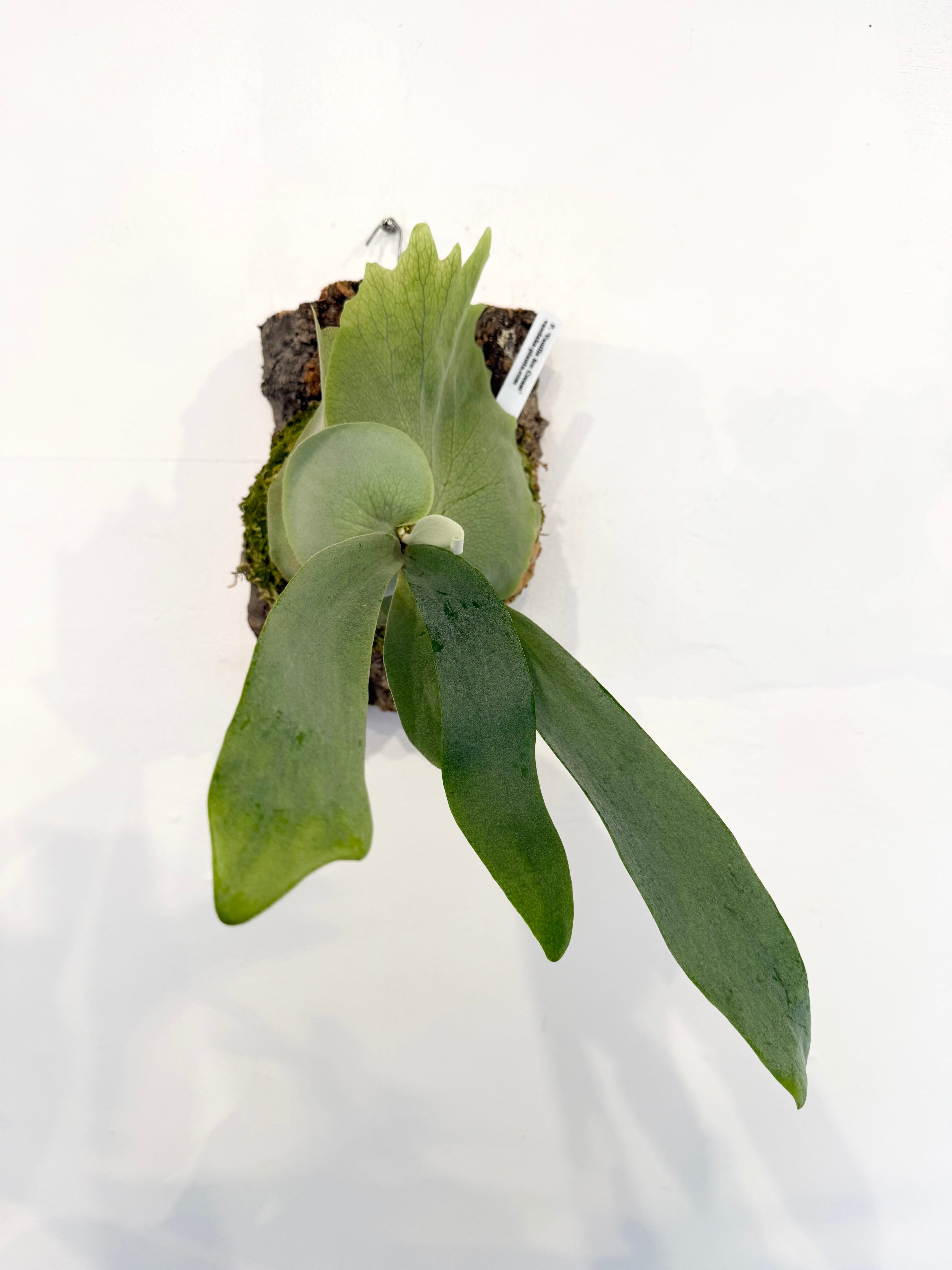 Platycerium_ビカクシダ | vandaka plants