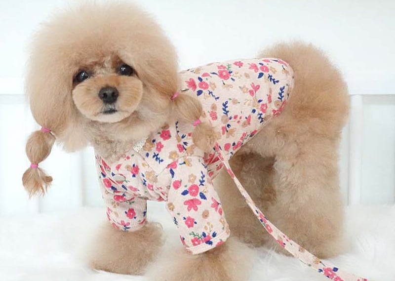 【SALE】 himawari harness jacket XS ~ 2XL 2color  /  犬服 秋冬 新作 ジャケット ハーネス＆リードセット 小型犬 中型犬 ドッグウェア ペット用品 胴輪 アウター　b10