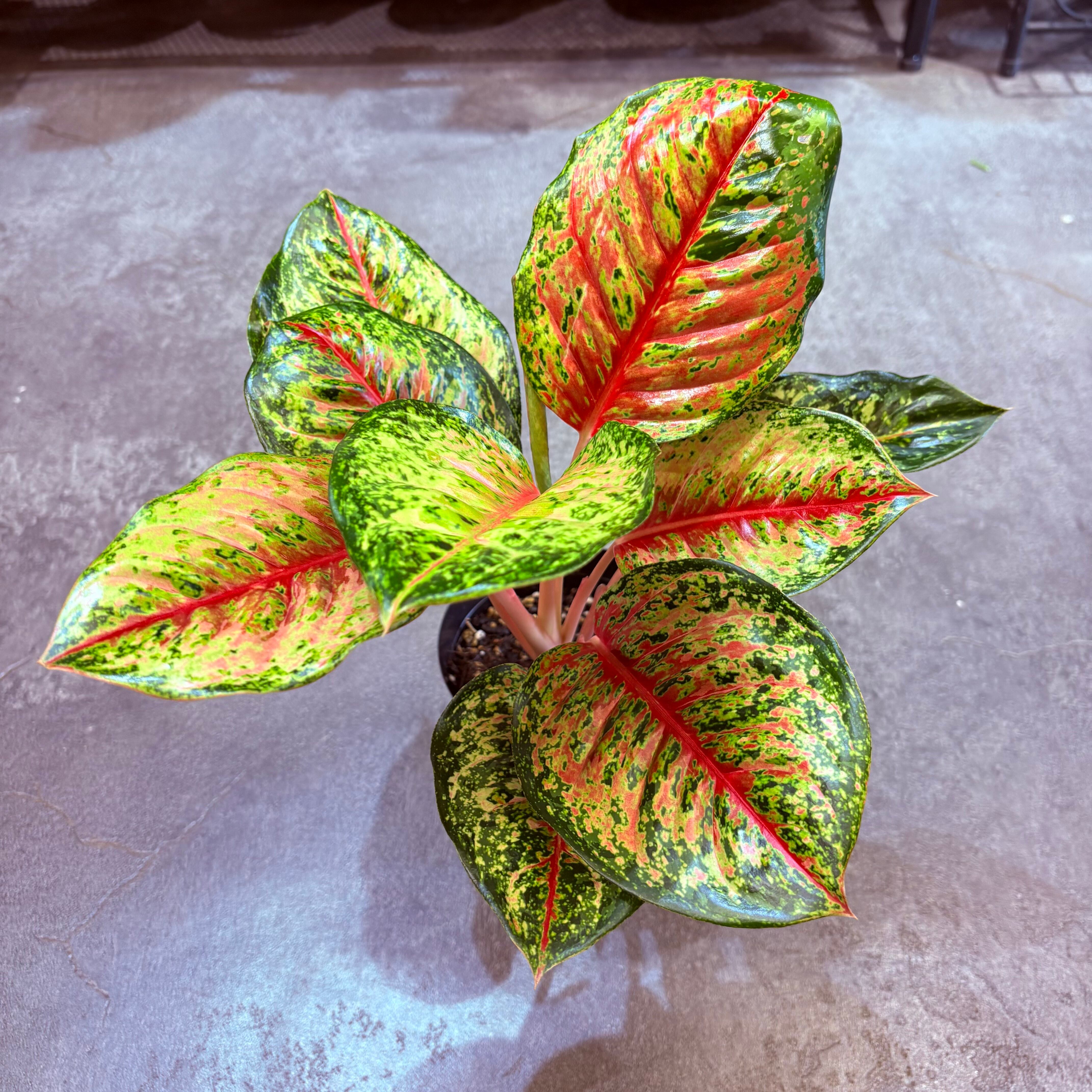 アグラオネマ テンカラット 4号 | Green Vibes 宇都宮市の観葉植物専門店