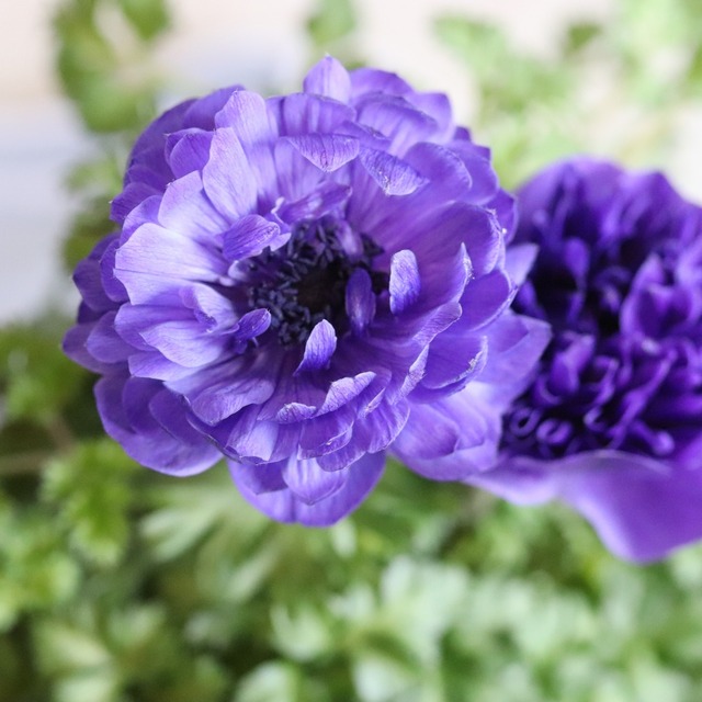 ２年株のお花しっかり　アネモネ八重咲き　シックな紫
