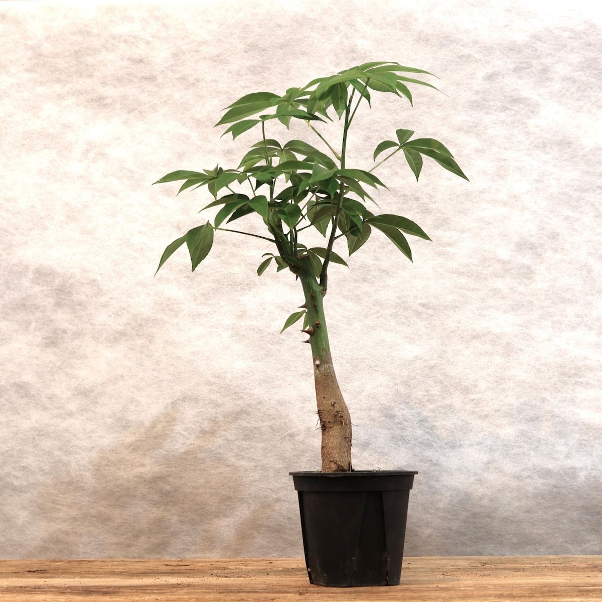 307 この幹、ただ者じゃない『トックリキワタ』観葉植物 【送料無料 